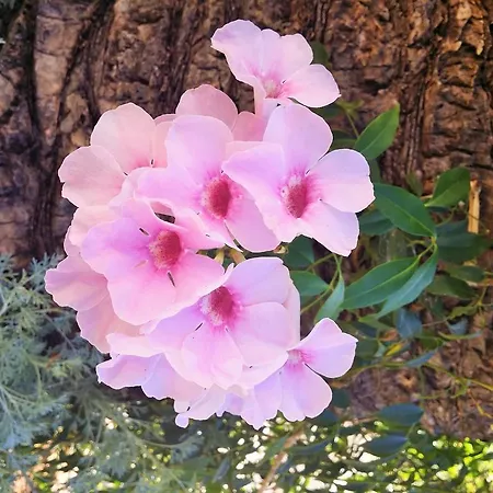 Lejlighed Anna Maria *